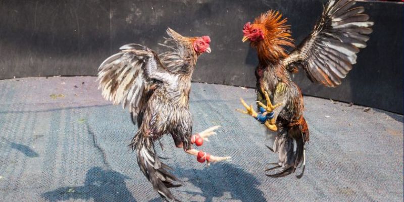 Đá Gà Cựa Sắt – Cơ Hội Giải Trí Làm Giàu Bất Tận Tại Jun88