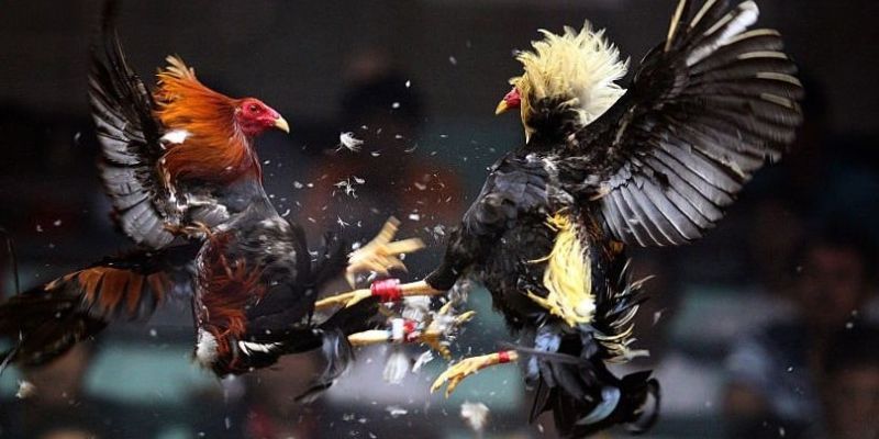 Đá Gà Cựa Sắt