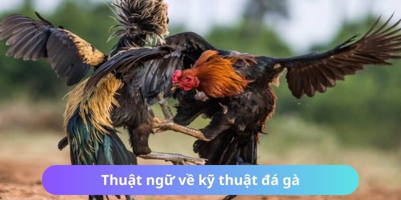 Thuật Ngữ Đá Gà