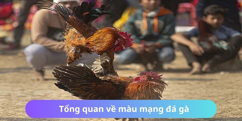 Màu Mạng Đá Gà – Bí Quyết Tăng Tỷ Lệ Thắng Cho Chiến Kê